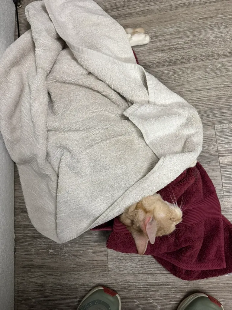 Goodbye Peaches
