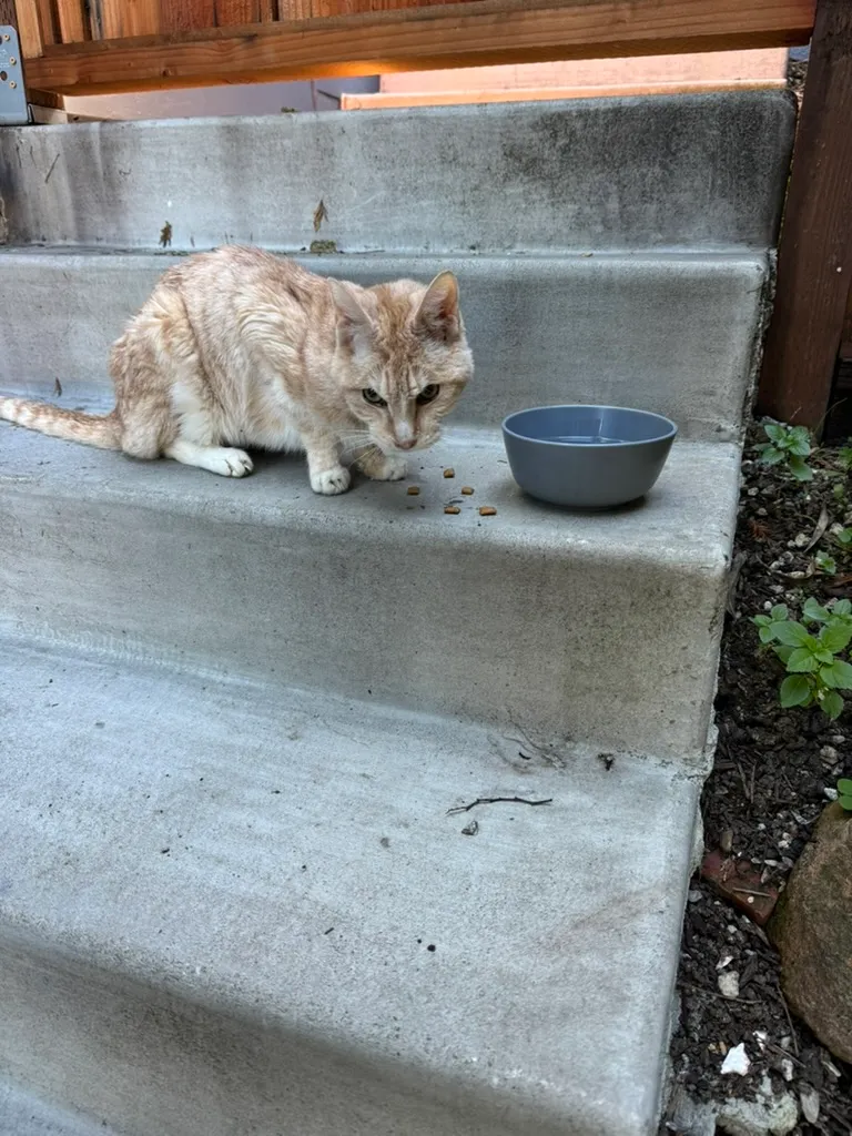 Peaches drinking