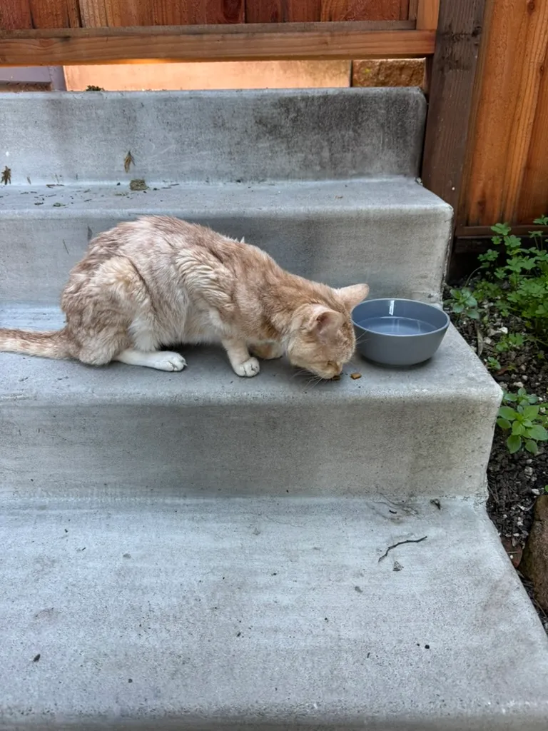 Peaches eating