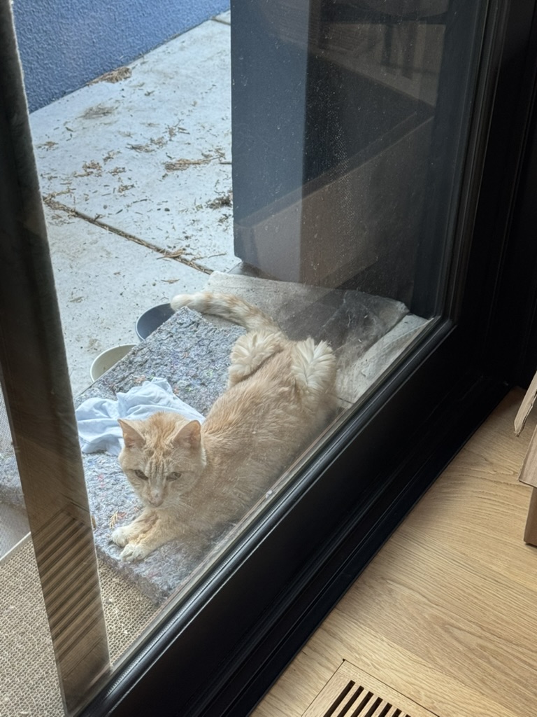 Peaches looking inside in the morning