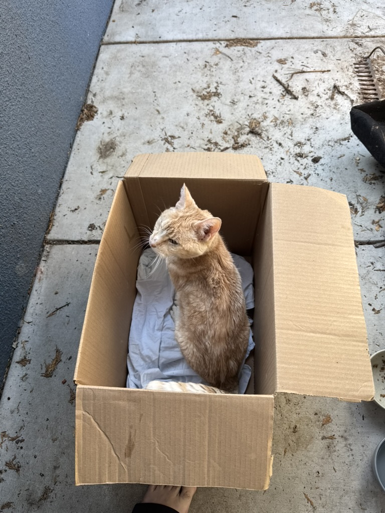 Peaches being a brave boy getting in the box