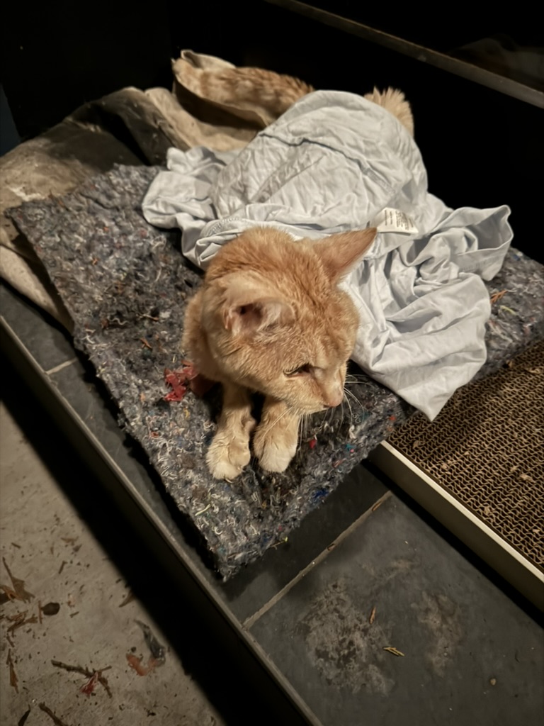 Peaches' claws in bed